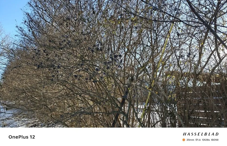 دوربینهای وان پلاس 12