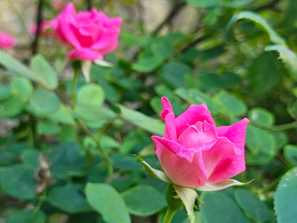 دوربینهای Motorola Razr+ (2024)