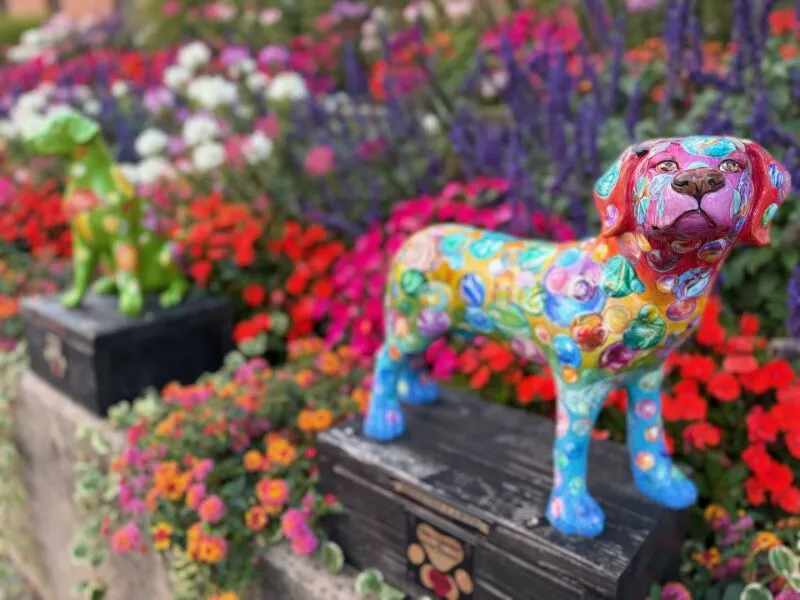 دوربین Apple iPhone 17